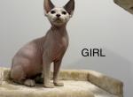 Sphynx kittens Profile