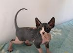 Sphynx kittens Profile