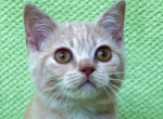 Yukito Profile