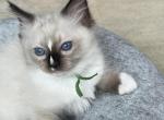 RESERVED Mitted Seal Pt M Profile