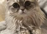 Miki British Longhair and Devon Rex Profile