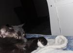 Mozzy Profile