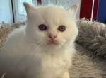 Danis litter  Milwaukee Profile