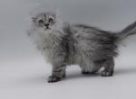 Blue spotted Scottish Fold lh Profile