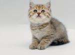 Black golden spotted British shorthair boy Profile