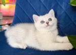 Dustin silver shaded chinchilla british shorthair Profile