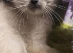 Siamese  kittens all color different color points Profile