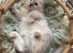 Mitted mink blue linx point ragdoll male kitten Profile