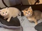 British litter July Profile