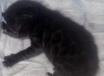 Princess the Melanistic Bengal Profile