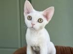 White Devon Rex Profile
