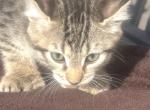 Bruiser Profile
