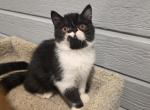Domino Profile