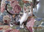 Calico and tuxedo kittens Profile