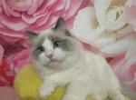 Ragdolls Nursery Profile