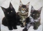 European Maine coon litter Profile