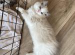 Gaston Profile