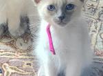 Balinese Girl Fuchsia collar blue point Profile