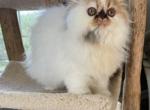 Persian female Profile