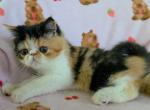 Calico ESH Girl Profile