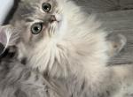 Atlas fluffy female Profile