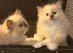 Beautiful TICA Purebred Ragdoll Litter Profile