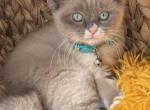 Mitted Blue Point Mink Boy Profile