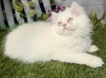 CFA male Persian kitten Profile