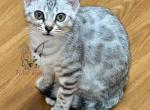 Pebbles Bengal Profile