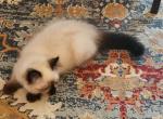 Spring Kittens Profile