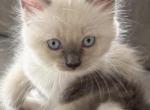 Gorgeous Loving Ragdoll Blue Point Male Mitted Profile