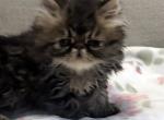 Rolo is a Sweet Chocolate Tabby Boy Profile