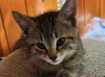 Tabby Kitten Profile