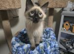 Handsome balinese boy kitten Profile