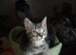 Tinkerbell Profile