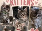 Maine coon kittens 1Male 3 female's Profile