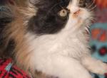 Bijoux Rouge Persians & Exotics Profile