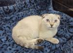 Scottish X Munchkin cross Profile
