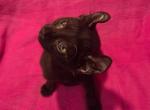 Non Standard black  Elf Female Profile