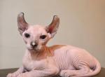 Beautiful Seal Point Elf Female Kitten Profile