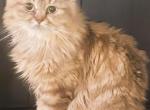 British Longhair Chocolate Golden Profile