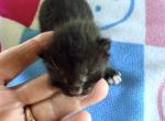 Sallys kittens Profile