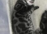 Equinox litter Profile