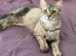 Mix Maine Coon & Norwegian Forest Profile