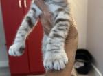Highland Lynx Mink Male Kitten Profile