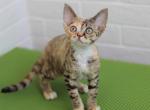 Female Devon Rex Kitten Profile