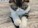 Pommelee     Exotic Longhair Profile