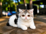 Camies silver tabby boy Profile