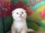 Snowys  Kittens Profile