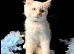 Cheesecake and Cracker Jack Profile